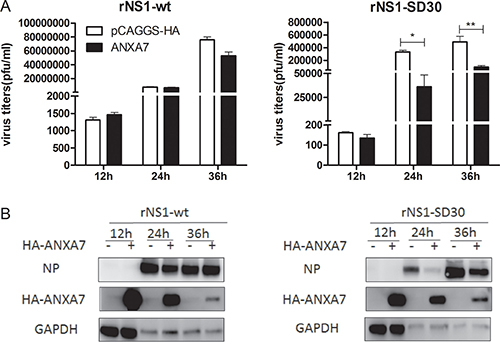 Overexpression of ANXA7 inhibits rNS1-SD30 virus replication.
