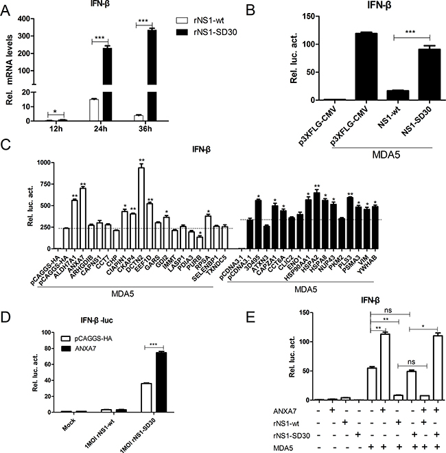 ANXA7 promotes the IFN-&#x03B2; response.