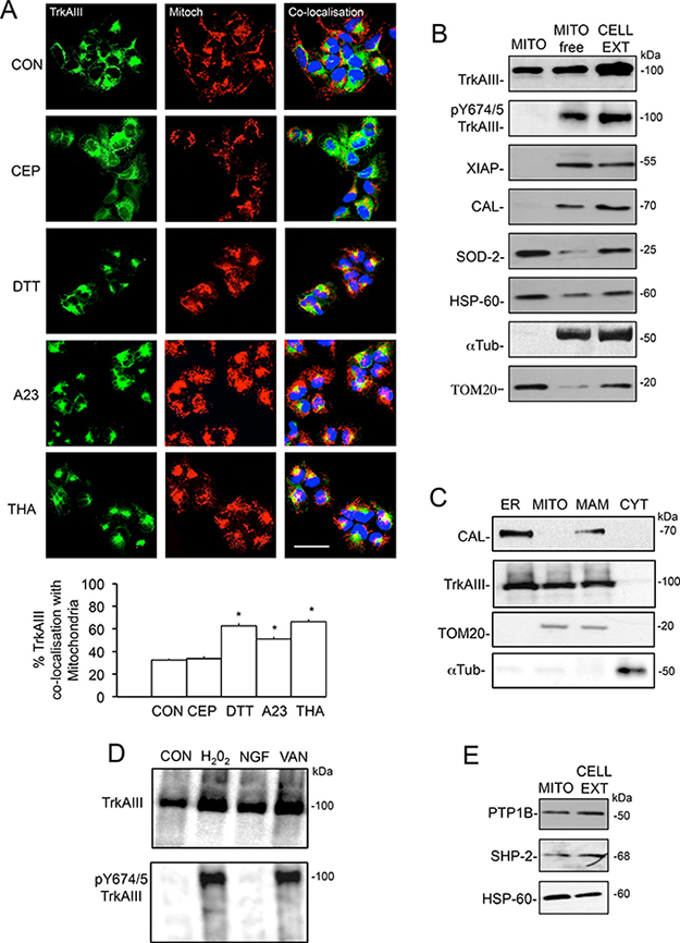 Mitochondrial TrkAIII is inactive under non-stress conditions.