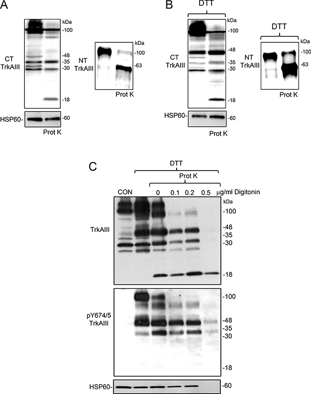 DTT-induces mitochondrial TrkAIII cleavage to an active IMM-associated 48kDa CT fragmented in Mitochondrial matrix orientation.