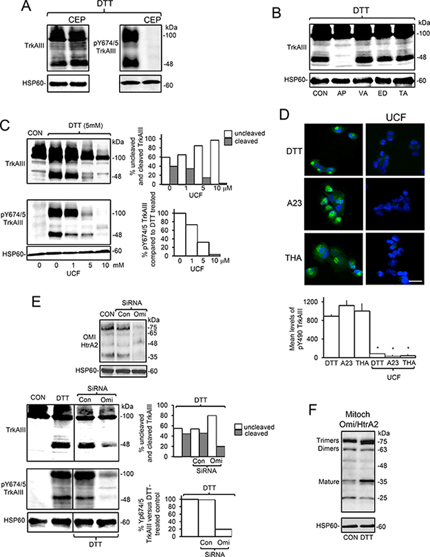 ER stress induced activation of mitochondrial TrkAIII is Omi/HtrA2-mediated and cleavage-dependent.