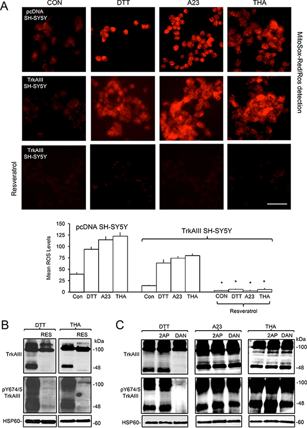 ER stress-induced activation of mitochondrial TrkAIII is ROS-dependent.