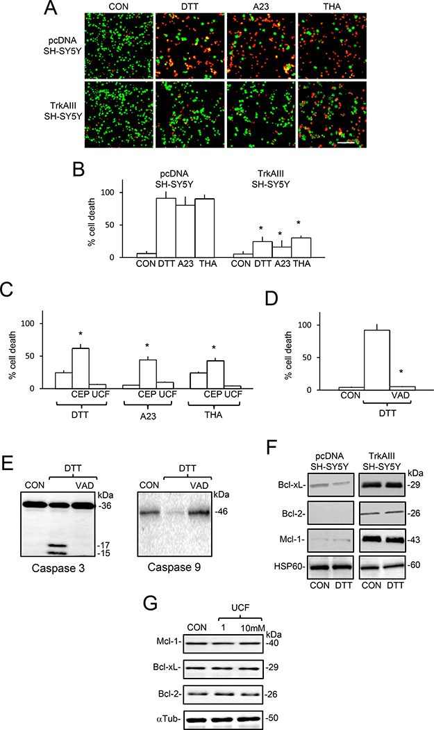 TrkAIII augments SH-SY5Y cell-resistance to DTT, A23187 and thapsigargin-induced death.