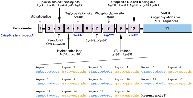 Schematic representation of the BSDL gene coding sequence.