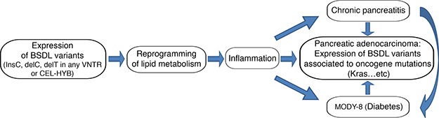 Schematic representation of the putative link between pancreatic pathologies and the variants of BSDL.