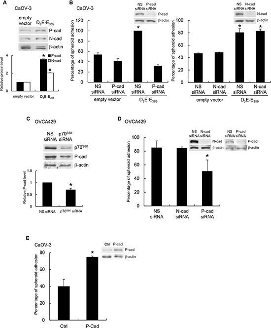 P-cadherin mediates p70S6K-dependent spheroid-mesothelium adhesion.