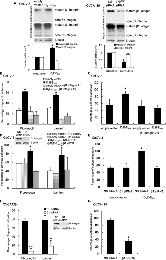 p70S6K regulates &#x03B2;1 integrin expression and regulates cancer spheroid-ECM adhesion.