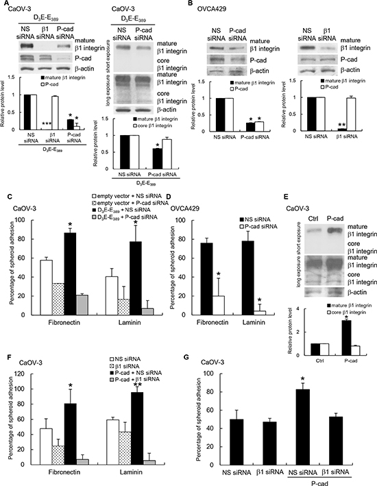 P-cadherin acts upstream of &#x03B2;1 integrin to mediate p70S6K-dependent adhesion.