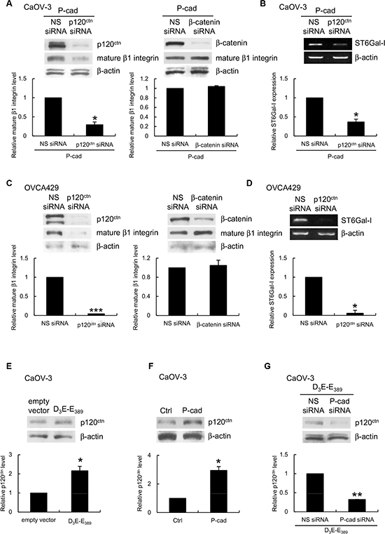 P-cadherin-ST6Gal-I dependent &#x03B2;1 integrin maturation is mediated by p120ctn.