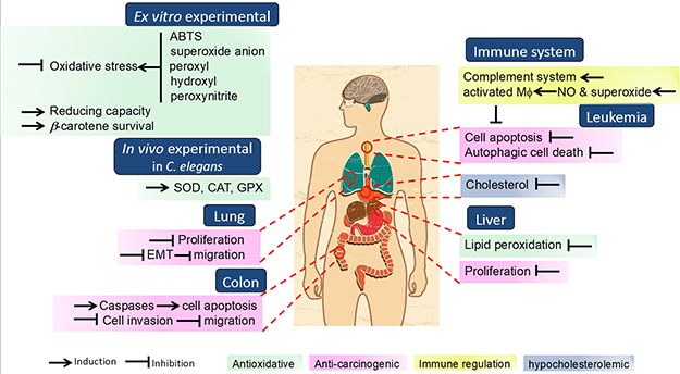 Schematic representation of N. commune and N. commune-derived extracts regulative properties on human health.