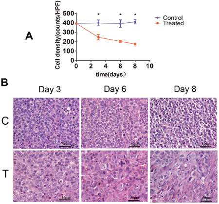 Histopathological analysis of tumor cell density.