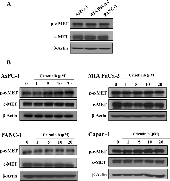 Effect of Crizotinib on c-MET expression in pancreatic cancer cells.