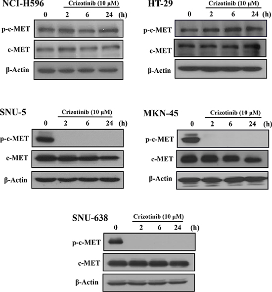 Effect of Crizotinib on c-MET expression in c-MET altered cancer cells.