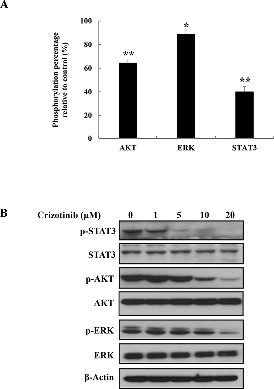Inhibition of ALK signaling pathway by Crizotinib in PANC-1 cells.