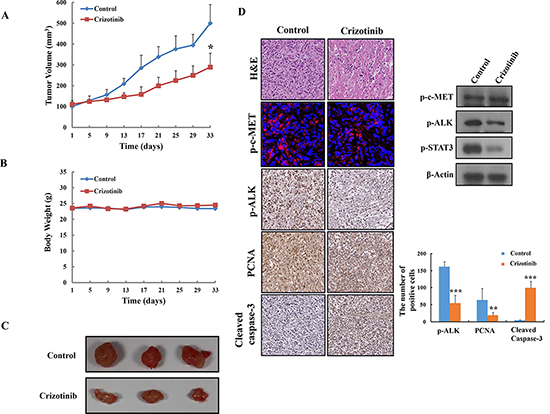 Inhibition of tumor growth by Crizotinib in PANC-1 pancreatic cancer xenograft models.