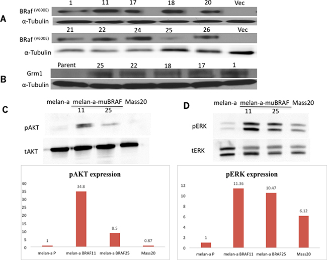 Melan-a-muBRaf clones induce Grm1 expression and downstream signaling pathways.