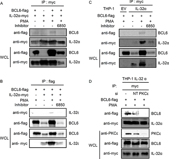 Interaction between IL-32&#x03B1; and BCL6 is mediated by PMA.