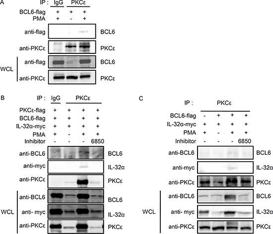 IL-32&#x03B1; interacts simultaneously with BCL6 and PKC&#x03B5; in the presence of PMA.