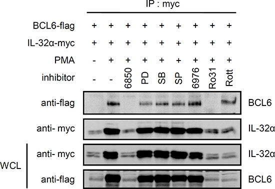 The interaction between IL-32&#x03B1; and BCL6 is mediated by PMA-activated PKC&#x03B5;.