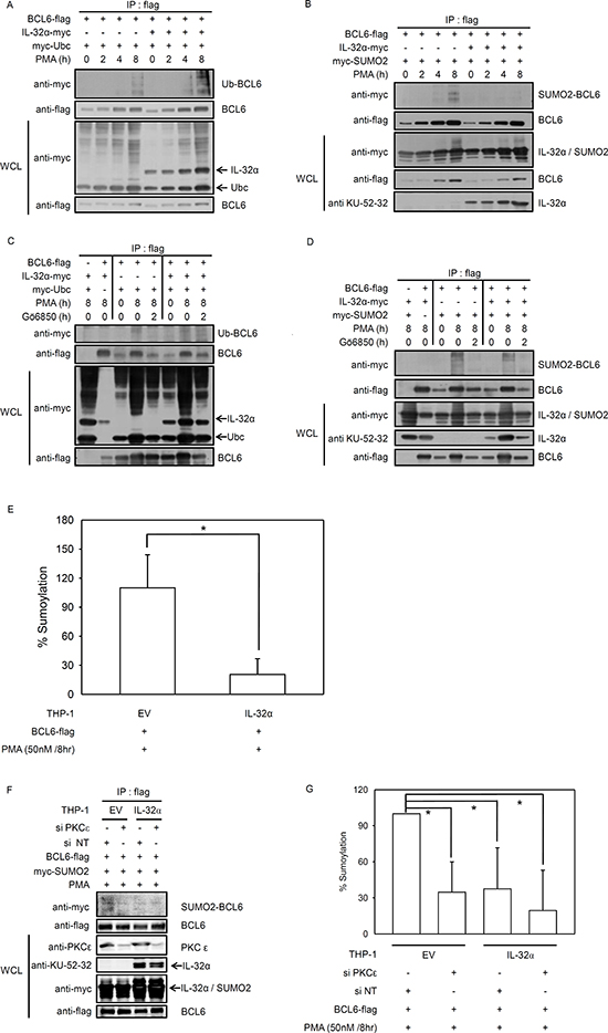 IL-32&#x03B1; mediates selection between ubiquitin or SUMO-2 conjugation to BCL6.