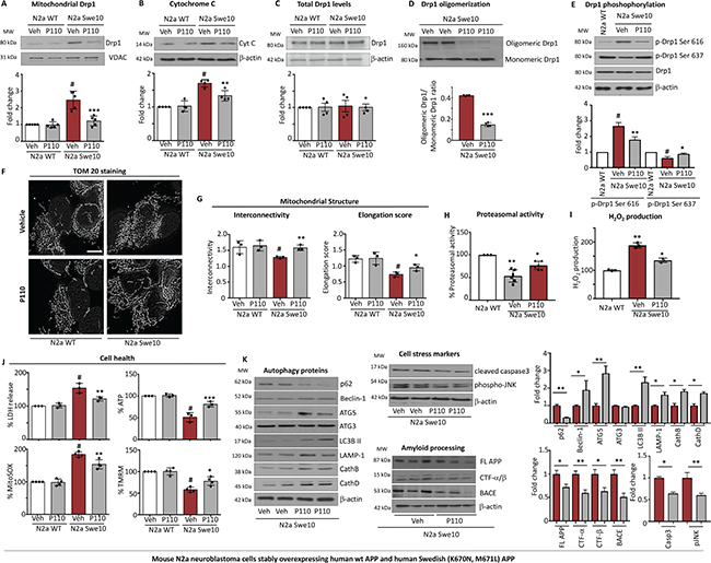 Treatment with P110 blocked increased Drp1 association with the mitochondria induced by Swe10 mutation and the associated mitochondrial damage in mouse N2a neuroblastoma cells.