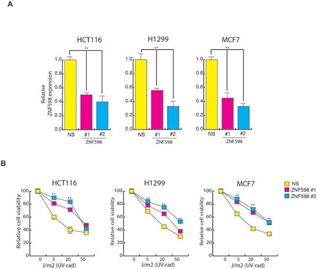 Loss of ZNF598 leads to resistance to UV-induced apoptosis.