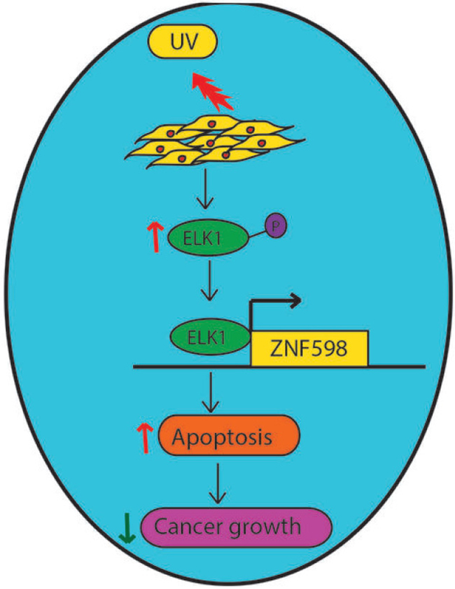 Model showing the role of ZNF598 in UV-induced apoptosis.