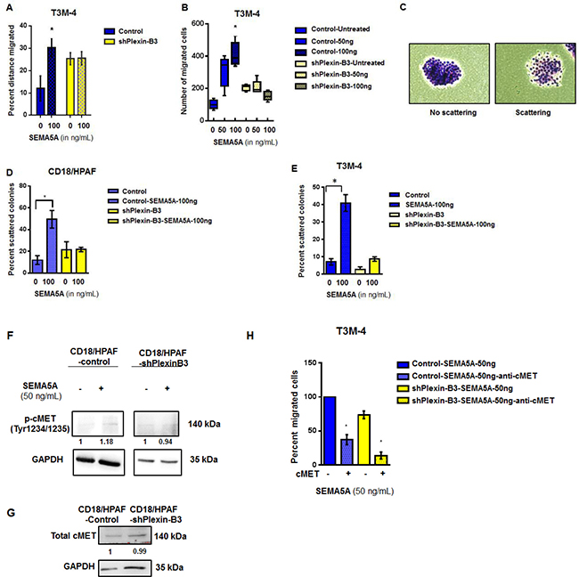 SEMA5A activates cMET signaling and results in increased migration in a Plexin-B3 dependent manner.