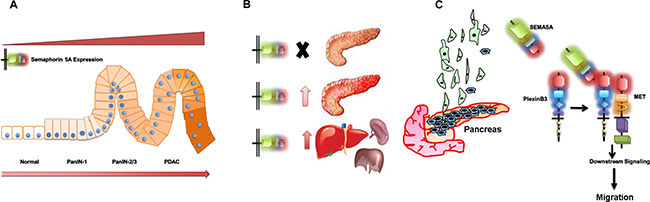 Schematic representation summarizing the role of SEMA5A in PC.