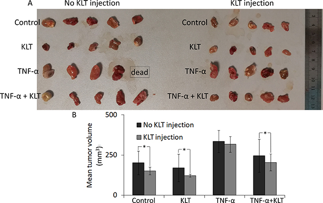 Inhibition of tumor growth by KLT.