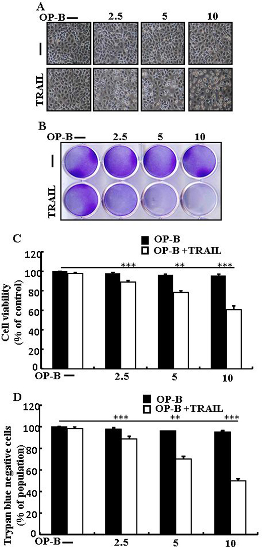 Ophiopogonin B sensitizes TRAIL-initiated apoptosis in A549cells.