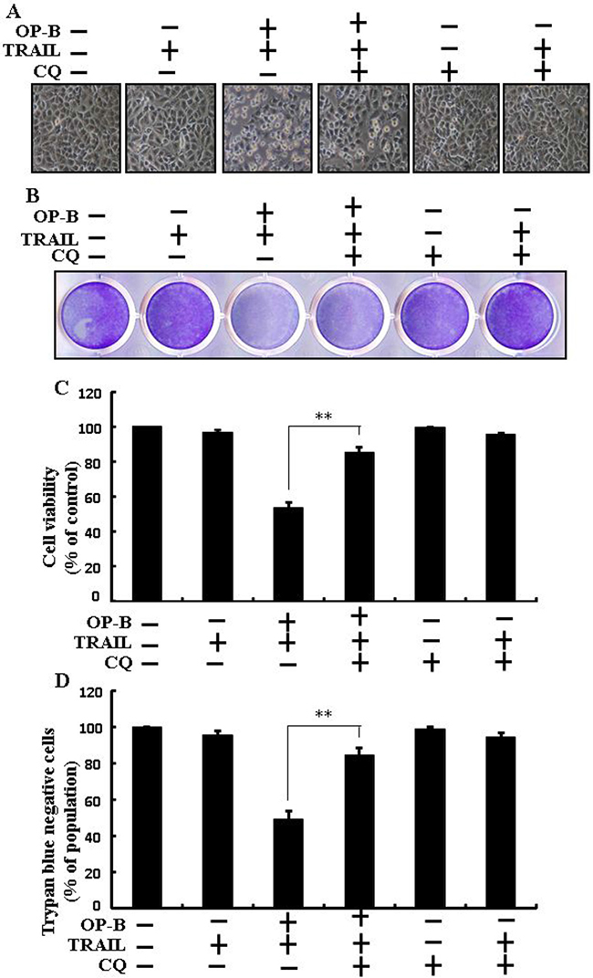 Ophiopogonin B-mediated enhancement of TRAIL-initiated apoptosis is enclosed by attenuation of autophagy.