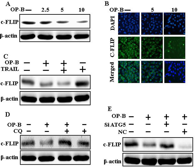 Downregulation of c-FLIP by Ophiopogonin B attenuates TRAIL resistance.