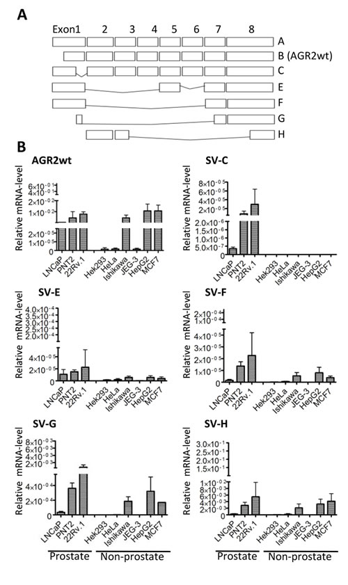 Cell-type specific expression of AGR2 variants.