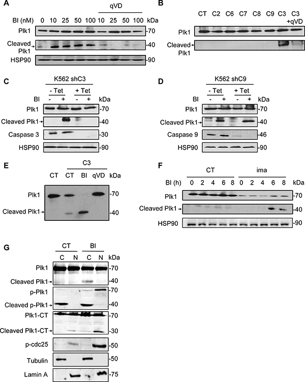 Caspase 3 is responsible for Plk1 cleavage.