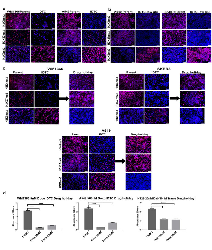 Stress and drug holidays dynamically modulate histone modifications.