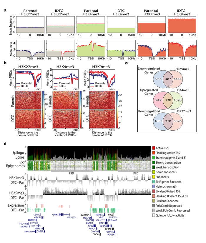 Genome-wide re-distribution of histone modifications in IDTCs.
