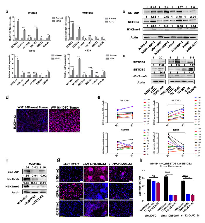 SETDB1 and SETDB2 regulate H3K9me3 in IDTCs and knockdown restores drug sensitivity.