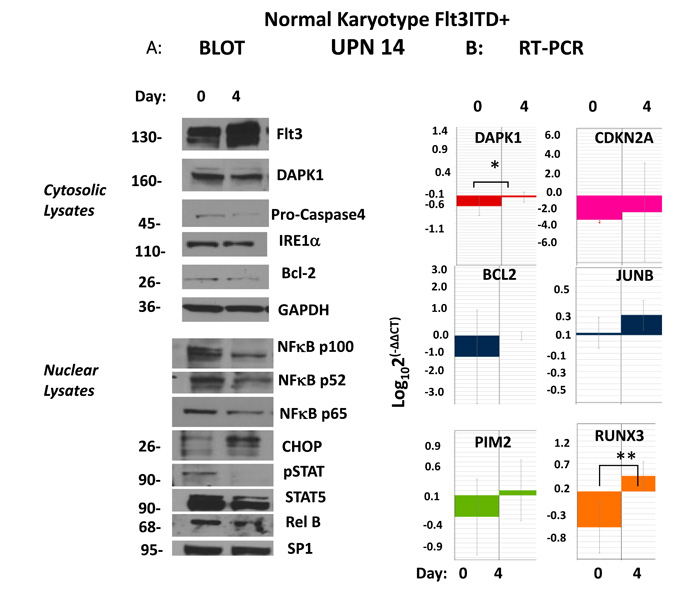 Upregulation of DAPK1/RUNX3/CDKN2A presages remission following evolution of ER stress apoptosis.