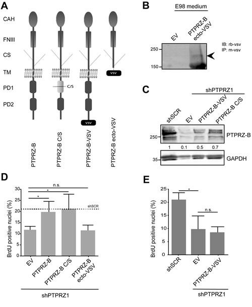The PTPRZ-B C-terminus is required to rescue the proliferation phenotype in E98