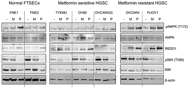 The effects of biguanides on mTOR signaling in HGSC and normal FTSEC cell lines.