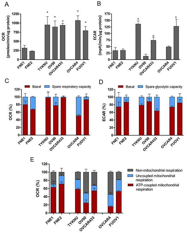 Bioenergetic analysis of HGSC and normal FTSEC cell lines.