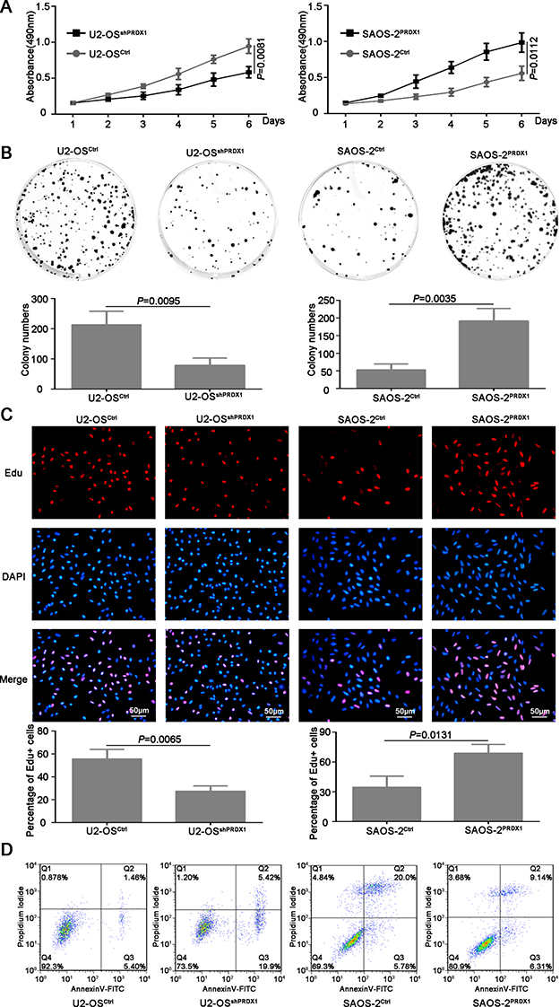 PRDX1 promotes proliferation of osteosarcoma cells in vitro.
