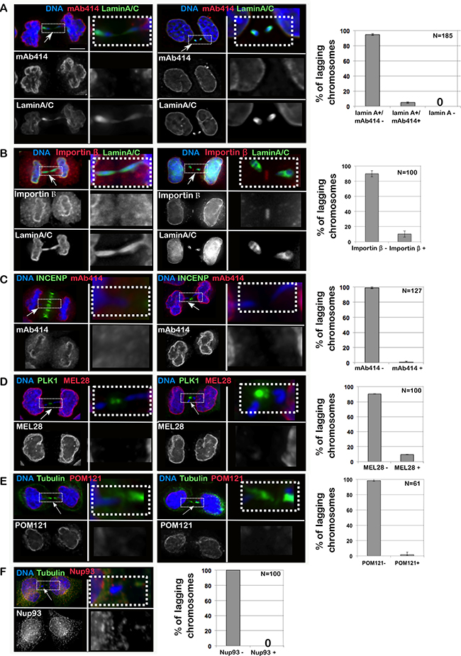 Importin &#x03B2; and NPC do not assemble on lagging chromatin in anaphase.