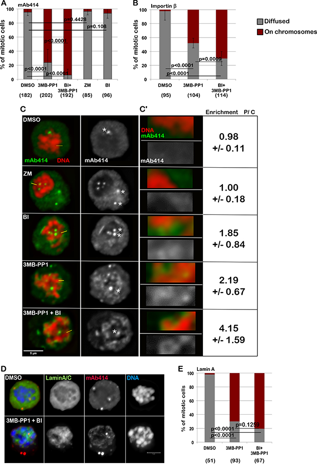 Inhibition of CDK1 and PLK1 in prometaphase cells are both required for the complete loading of the NPC and Importin &#x03B2; on the chromatin.