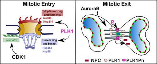 Proposed model for the regulation of NPC re-organisation in mitosis.