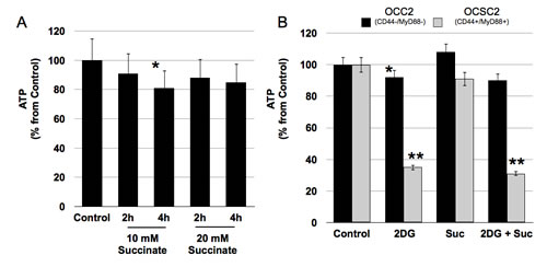 CD44+/MyD88+ EOC stem cells cannot switch to oxidative phosphorylation when glucose levels are limiting.