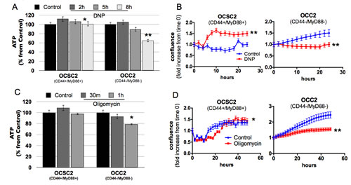 Oxidative phosphorylation is dispensable in the survival of CD44+/MyD88+ EOC stem cells.