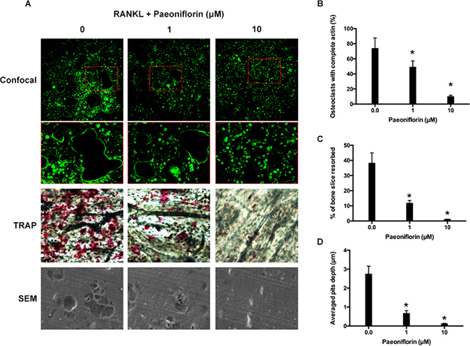 Paeoniflorin suppresses RANKL-induced osteoclast F-actin ring formation and bone resorption activity.