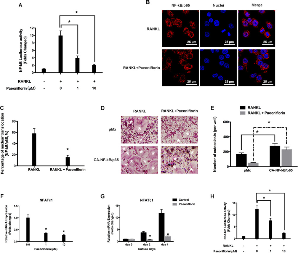 Paeoniflorin suppresses RANKL-evoked NF-&#x03BA;B activity and p65 nuclear translocation.